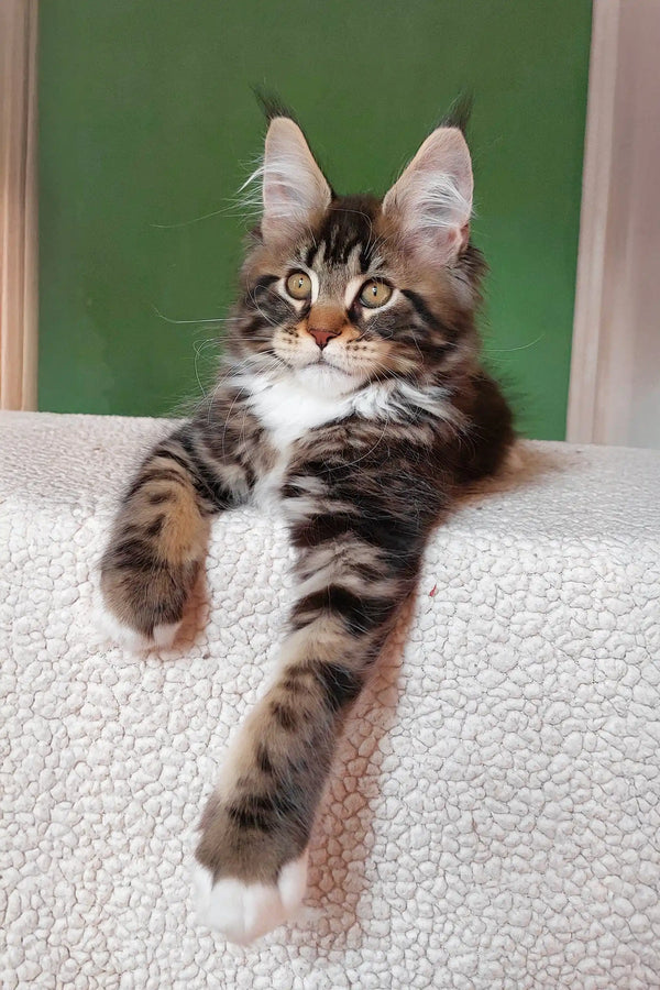 Usman | maine coon kitten