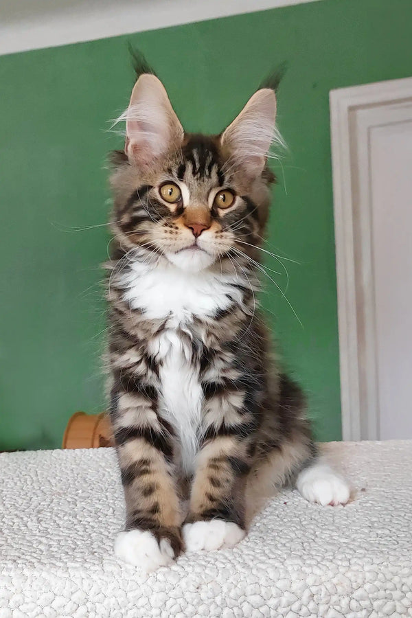 Usman | maine coon kitten