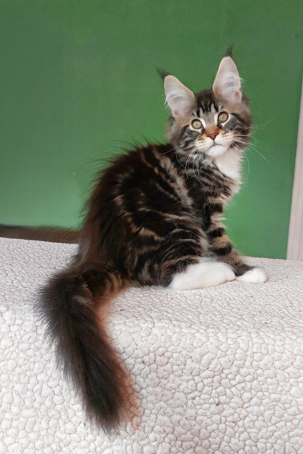 Usman | maine coon kitten