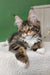 Usman | maine coon kitten