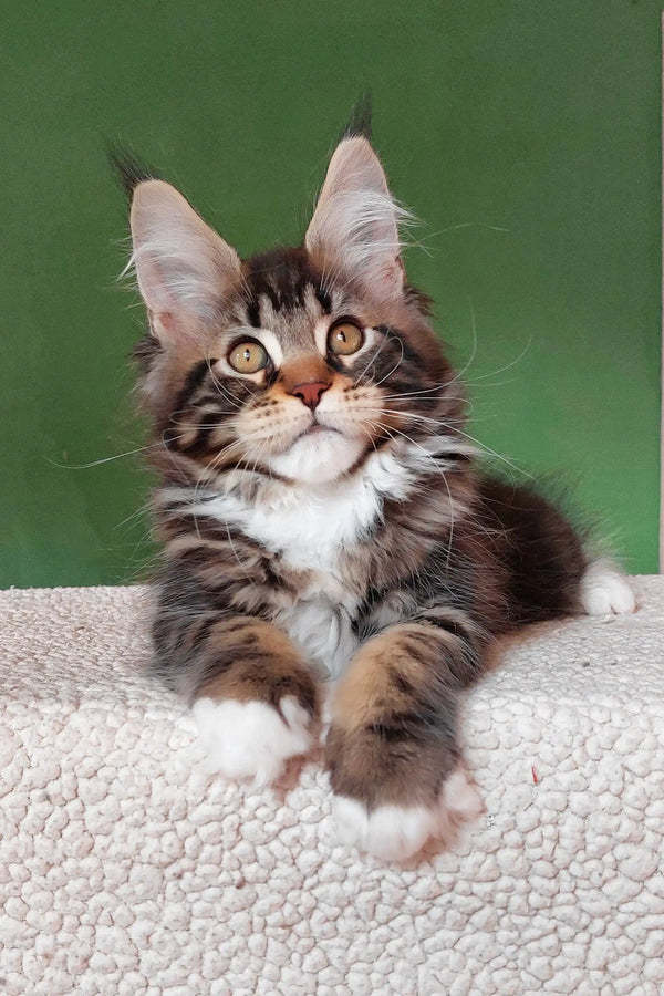 Usman | maine coon kitten