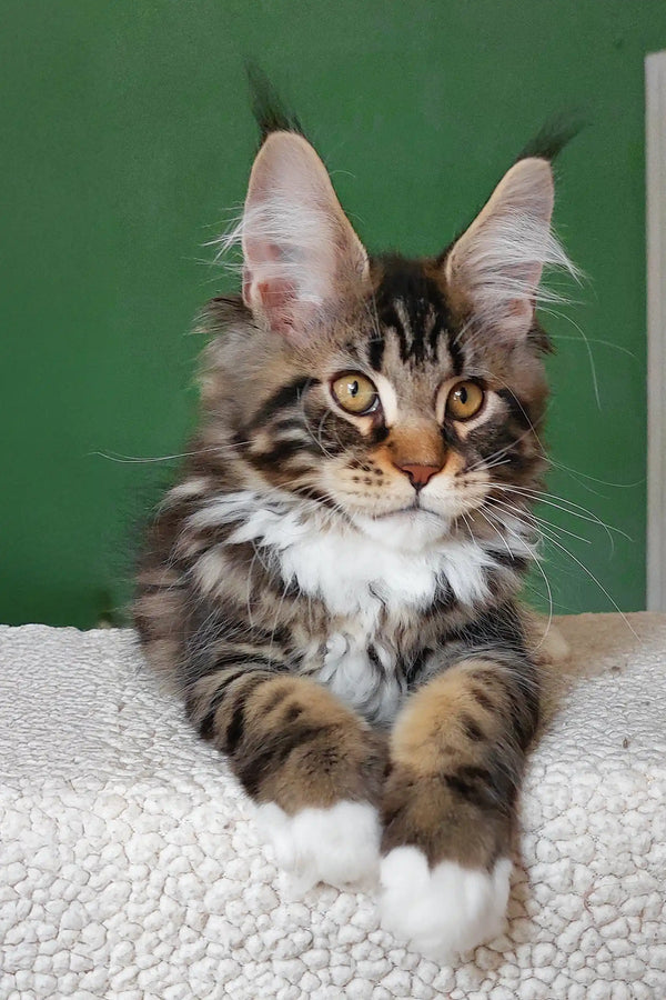 Usman | maine coon kitten