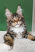 Usman | maine coon kitten