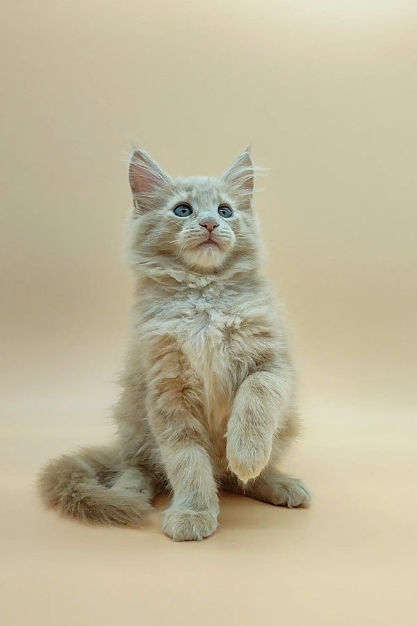 Fluffy white Maine Coon kitten with blue eyes sitting upright, looking adorable