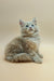 Fluffy Maine Coon kitten sitting alert, showcasing playful personality and charm