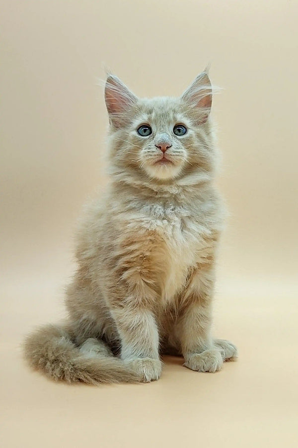 Fluffy gray Maine Coon kitten with bright blue eyes sitting upright