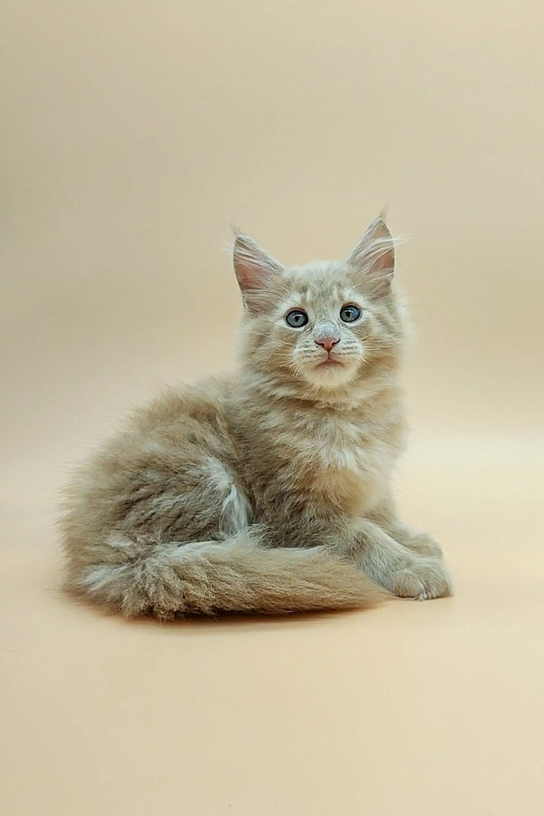 Fluffy gray Maine Coon kitten with bright blue eyes sitting attentively
