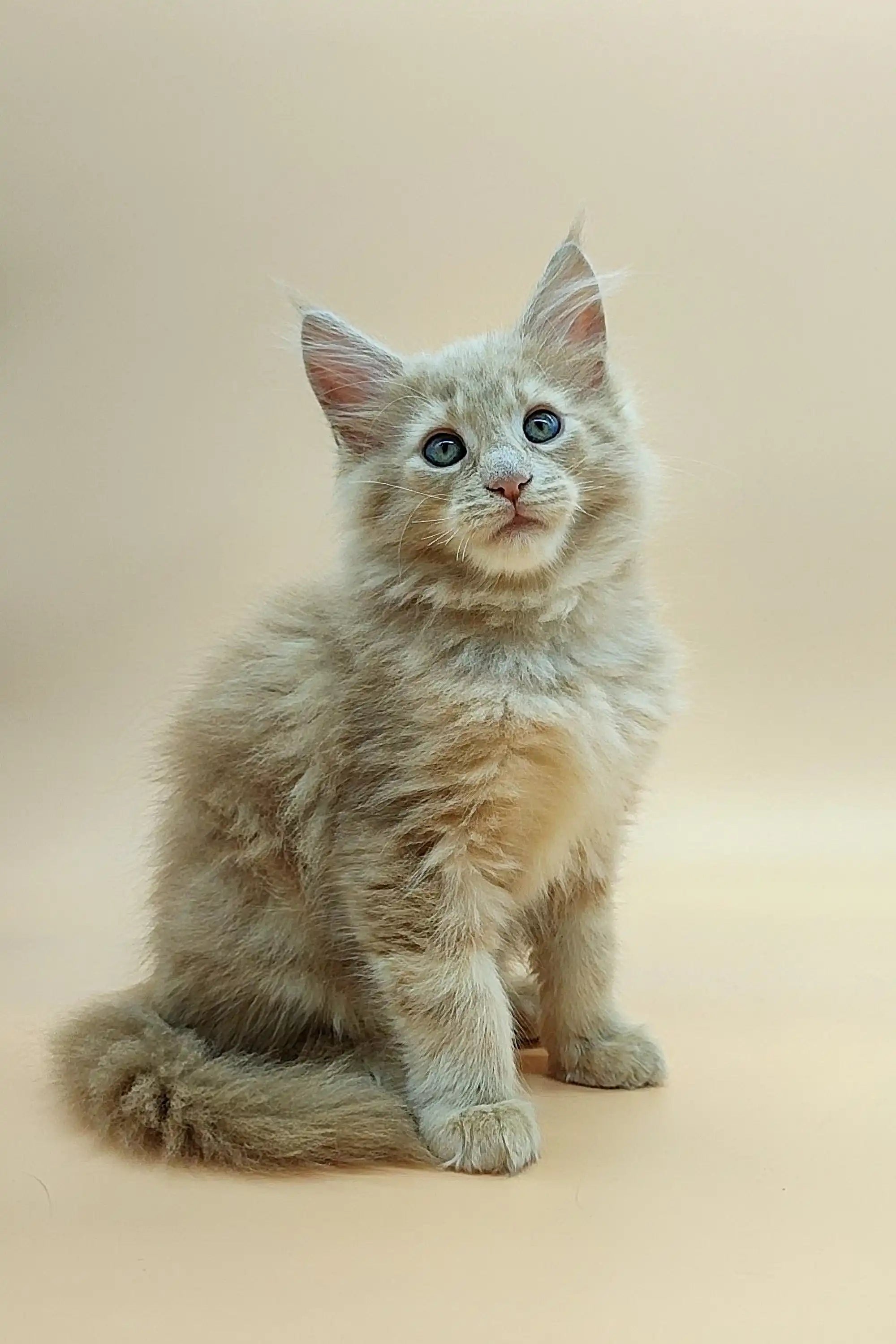 Maine Coon Kittens for Sale Ustin | Kitten