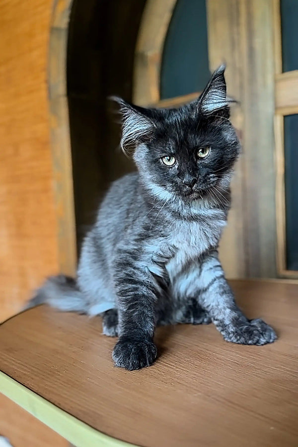 Gray and black Maine Coon kitten sitting cutely on wooden surface for Ustina product