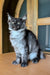 Gray and white Maine Coon kitten with cute ear tufts sitting upright