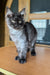 Gray and white Maine Coon kitten with green eyes on a wooden surface