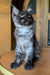 Fluffy gray and white Maine Coon kitten with bright green eyes sitting up