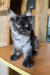 Gray and white Maine Coon kitten Ustina with ear tufts and stunning eyes