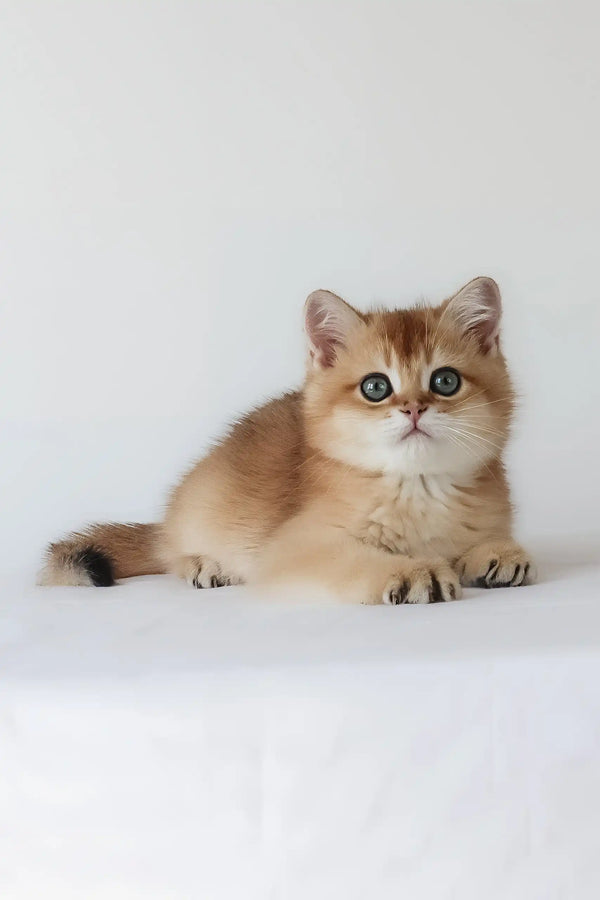 Uther | british shorthair kitten