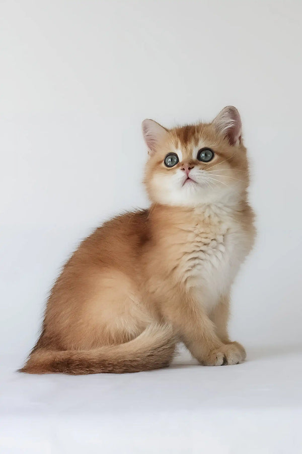 Uther | british shorthair kitten