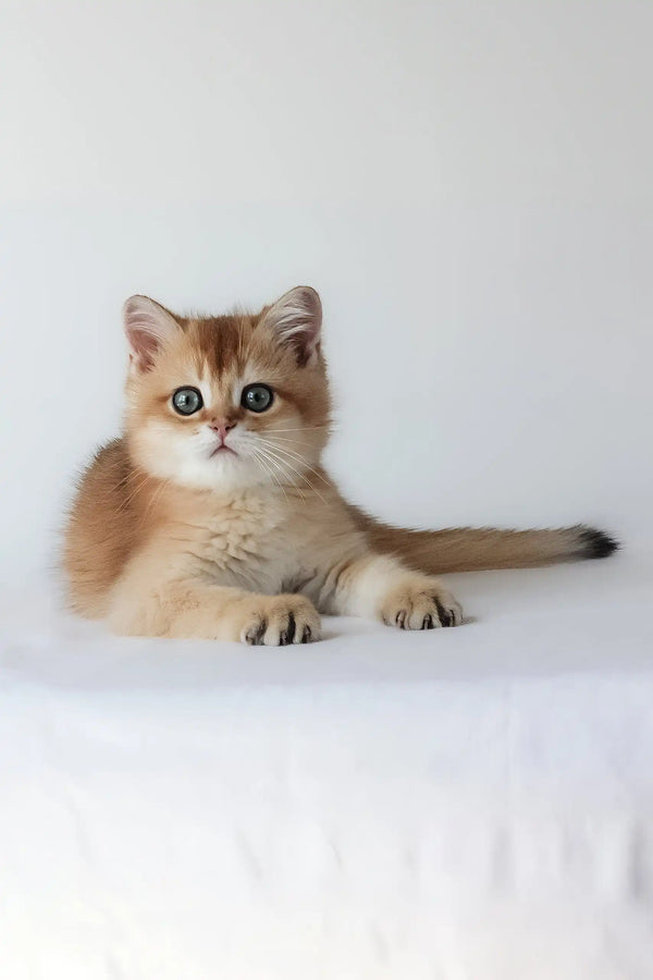 Uther | british shorthair kitten