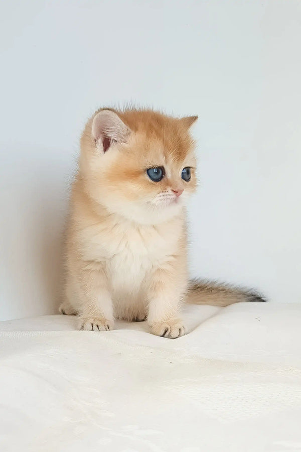 Uvona | british shorthair kitten