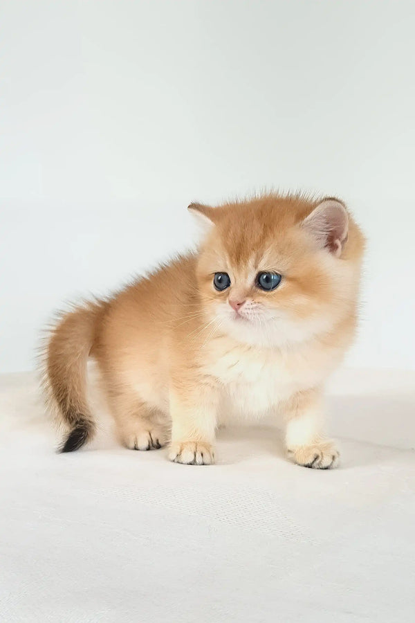 Uvona | british shorthair kitten