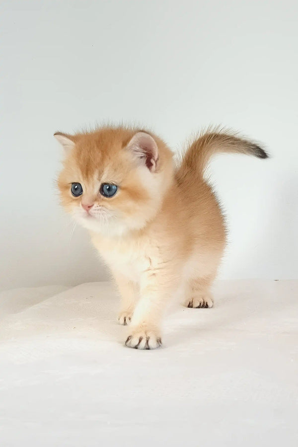 Uvona | british shorthair kitten