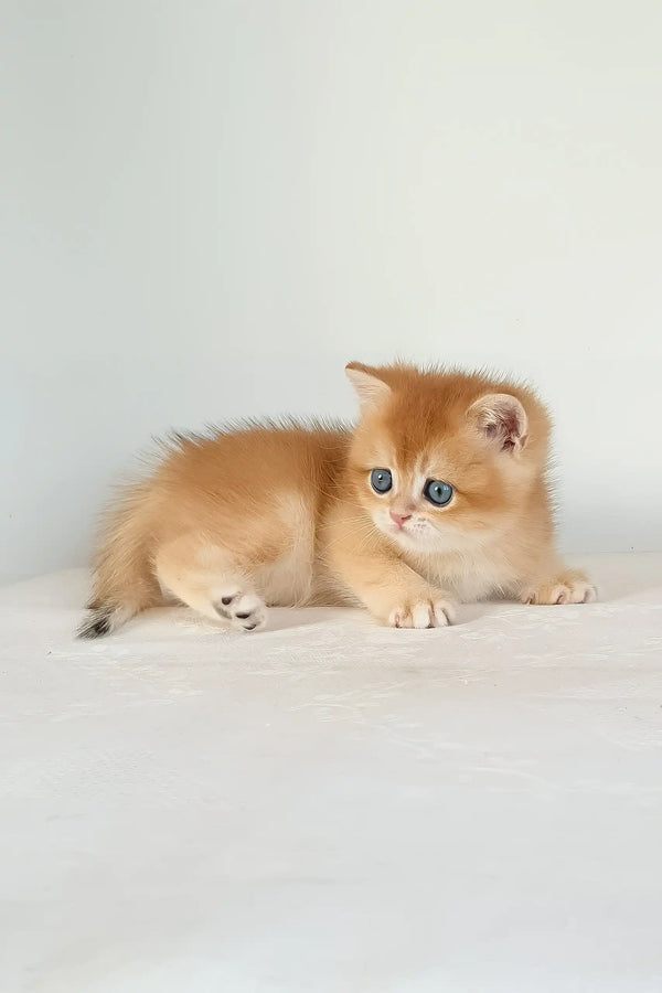 Uvona | british shorthair kitten