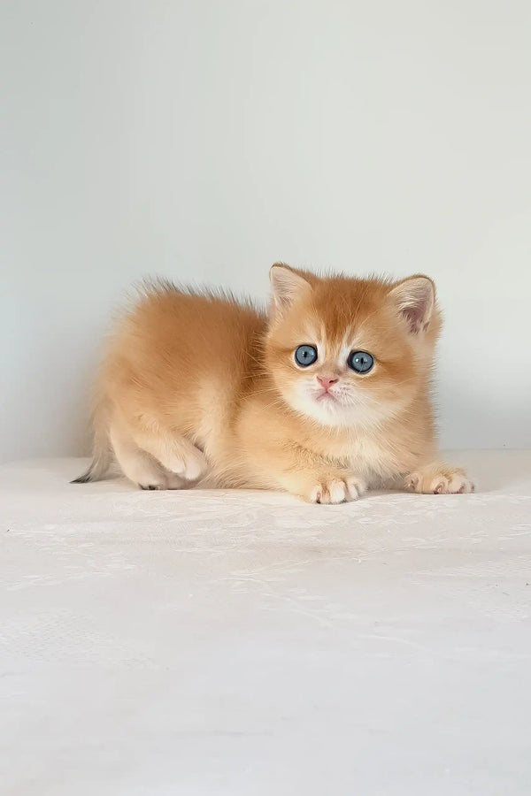 Uvona | british shorthair kitten