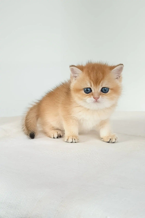 Uvona | british shorthair kitten