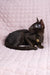 Black cat with a shell necklace in Uzvar Oriental Shorthair Kitten product image