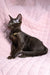 Elegant black Oriental cat wearing a stylish collar from Uzvar Oriental Shorthair Kitten