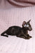 Elegant black Oriental cat showcasing Uzvar Oriental Shorthair Kitten product