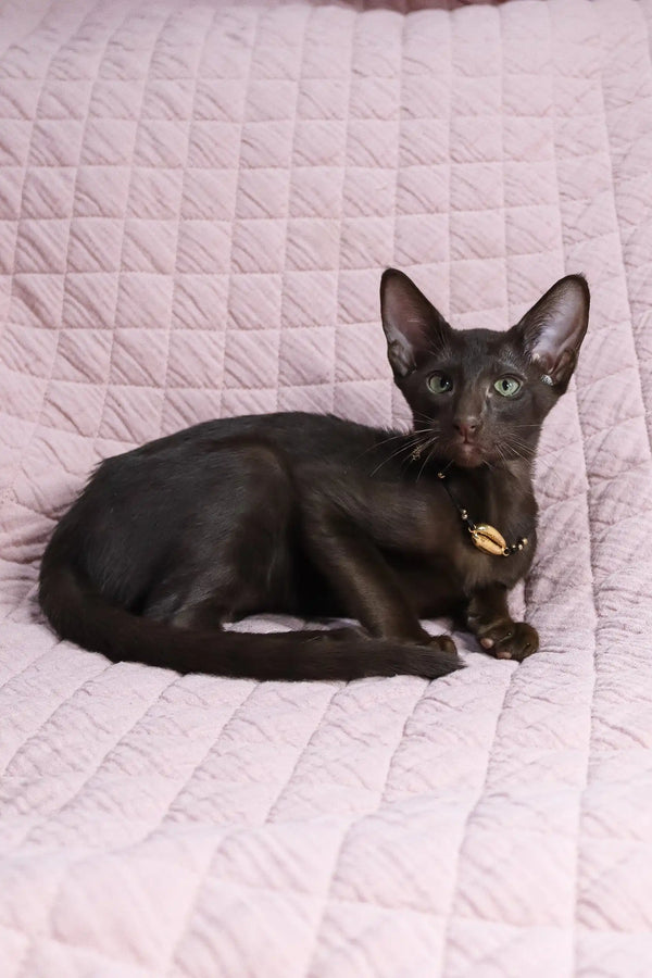 Elegant black Oriental cat with seashell necklace for Uzvar Oriental Shorthair Kitten