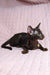 Elegant black Oriental cat wearing a gold collar showcasing Uzvar Oriental Shorthair Kitten