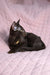 Elegant black cat with a gold collar, showcasing Uzvar Oriental Shorthair Kitten