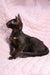 Elegant black Oriental Shorthair kitten named Uzvar wearing a shiny golden collar