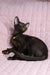 Elegant black cat with a stylish collar in Uzvar Oriental Shorthair Kitten product