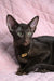 Elegant brown Oriental cat with a seashell necklace for Uzvar Oriental Shorthair Kitten