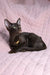 Elegant brown Oriental Shorthair kitten named Uzvar with a gold necklace