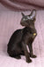 Elegant brown Oriental Shorthair kitten Uzvar wearing a chic gold necklace