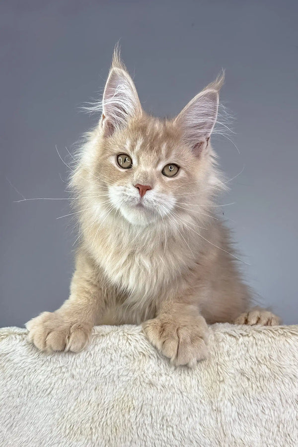 Adorable Maine Coon kitten with tufted ears in Vacheron Polydactyl design