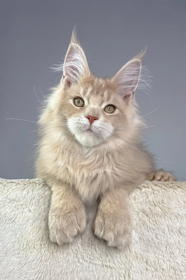 その他 Psychedelic Maine Coon Cat DAC その他 Psychedelic Maine Coon Cat DAC Psychedelic Maine Coon
