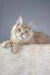 Cream-colored Maine Coon cat from Vacheron Polydactyl Maine Coon Kitten product