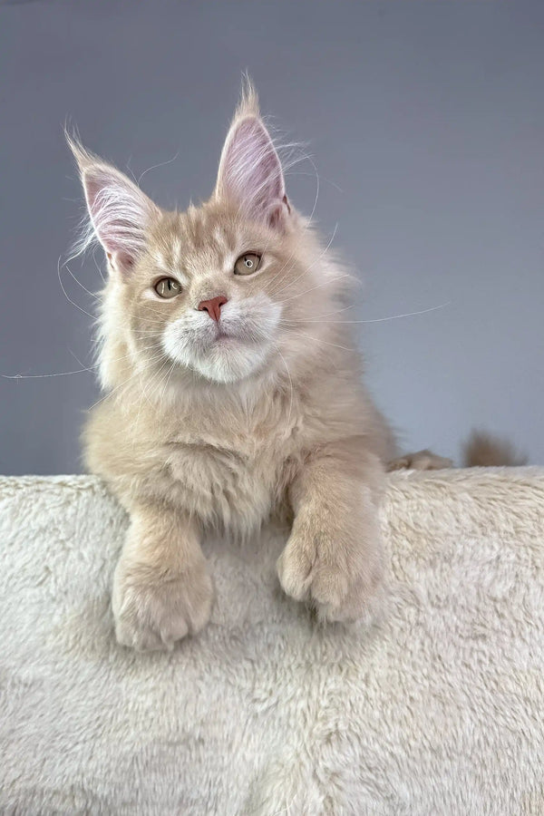 Cute cream-colored Maine Coon kitten named Vacheron, polydactyl and ready to play