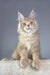 Fluffy light-orange Maine Coon kitten named Vacheron with polydactyl paws