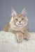 Fluffy light orange Maine Coon kitten named Vacheron, perfect for cat lovers