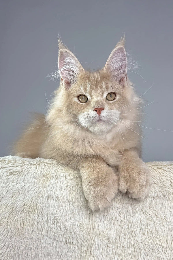Fluffy light orange Maine Coon kitten named Vacheron, perfect for cat lovers