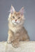 Fluffy light-orange Maine Coon kitten named Vacheron looking super cute