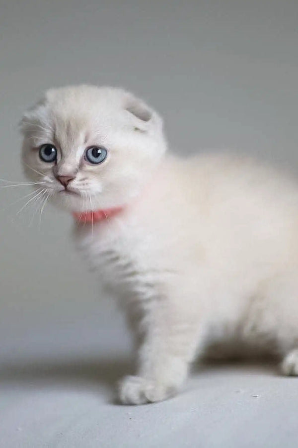 Cute White Scottish Fold kitten Valen with bright blue eyes looking playful