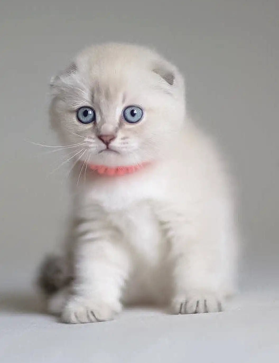 White Scottish Fold kitten with blue eyes and pink collar in Valen product display