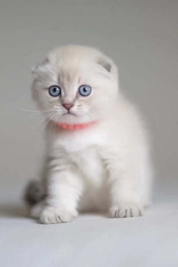 White Scottish Fold kitten with blue eyes and pink collar in Valen product display
