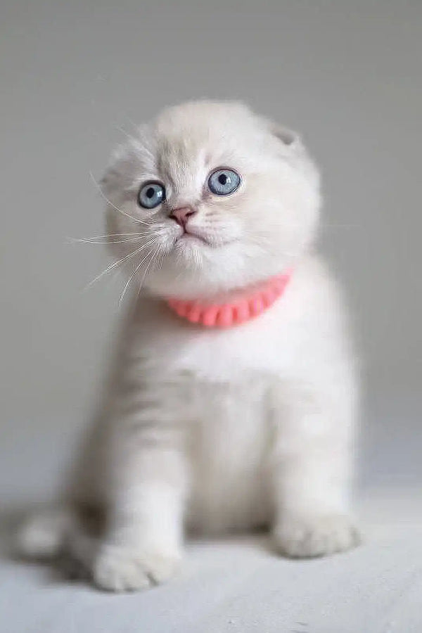 White Scottish Fold kitten in a pink collar, perfect for Valen the Scottish Fold