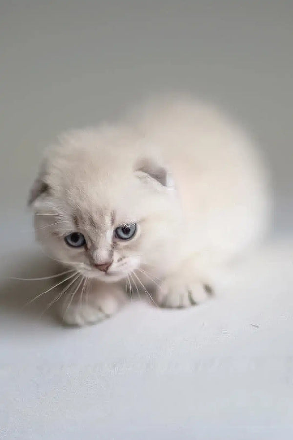 White fluffy Scottish Fold kitten Valen with blue eyes in a cautious pose